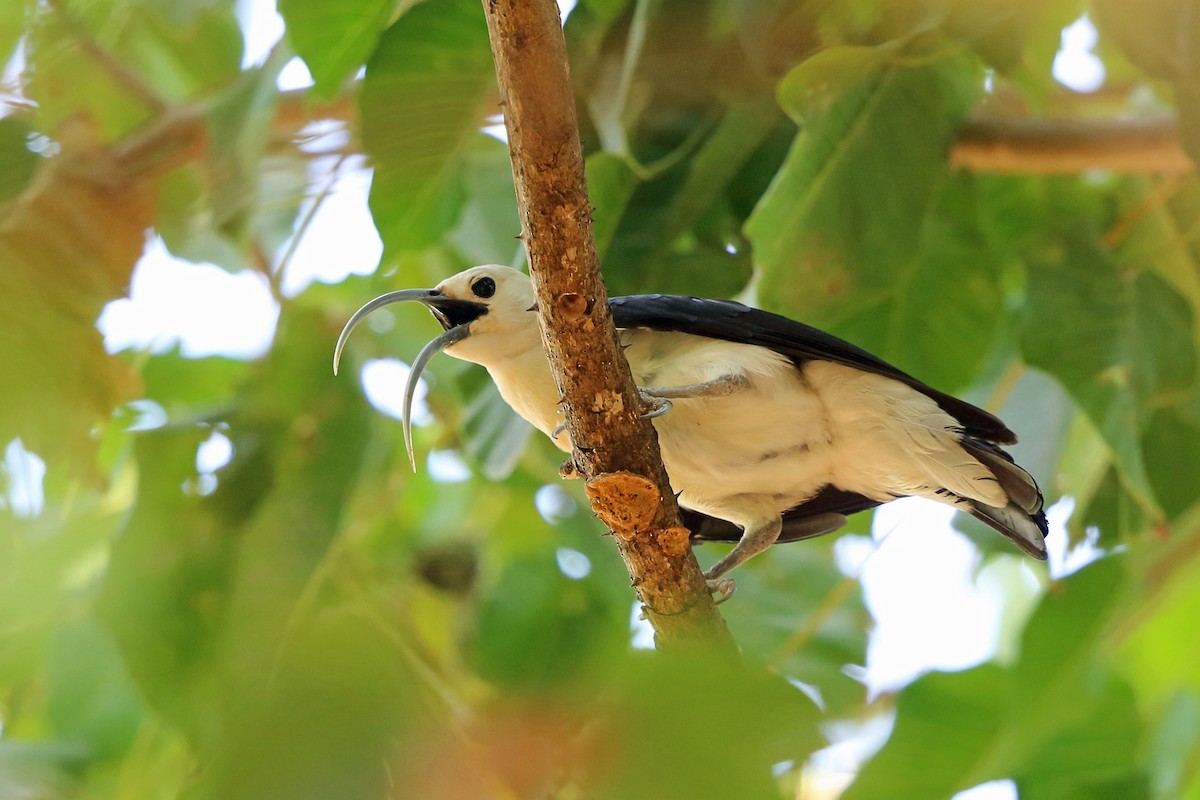 Sickle-billed Vanga - Nigel Voaden