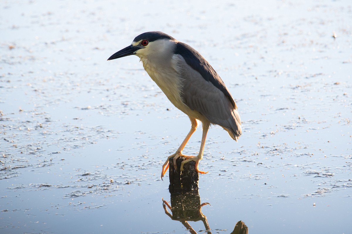 Black-crowned Night Heron - ML465210761