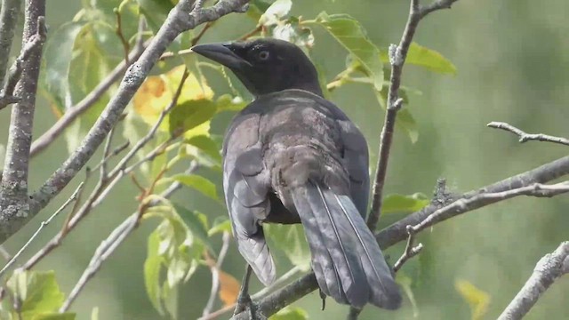 Common Grackle (Bronzed) - ML465210881