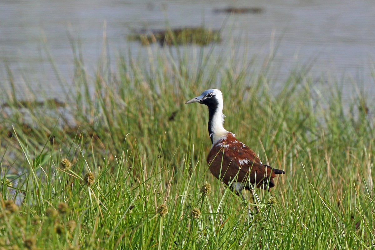 Madagascar Jacana - Nigel Voaden