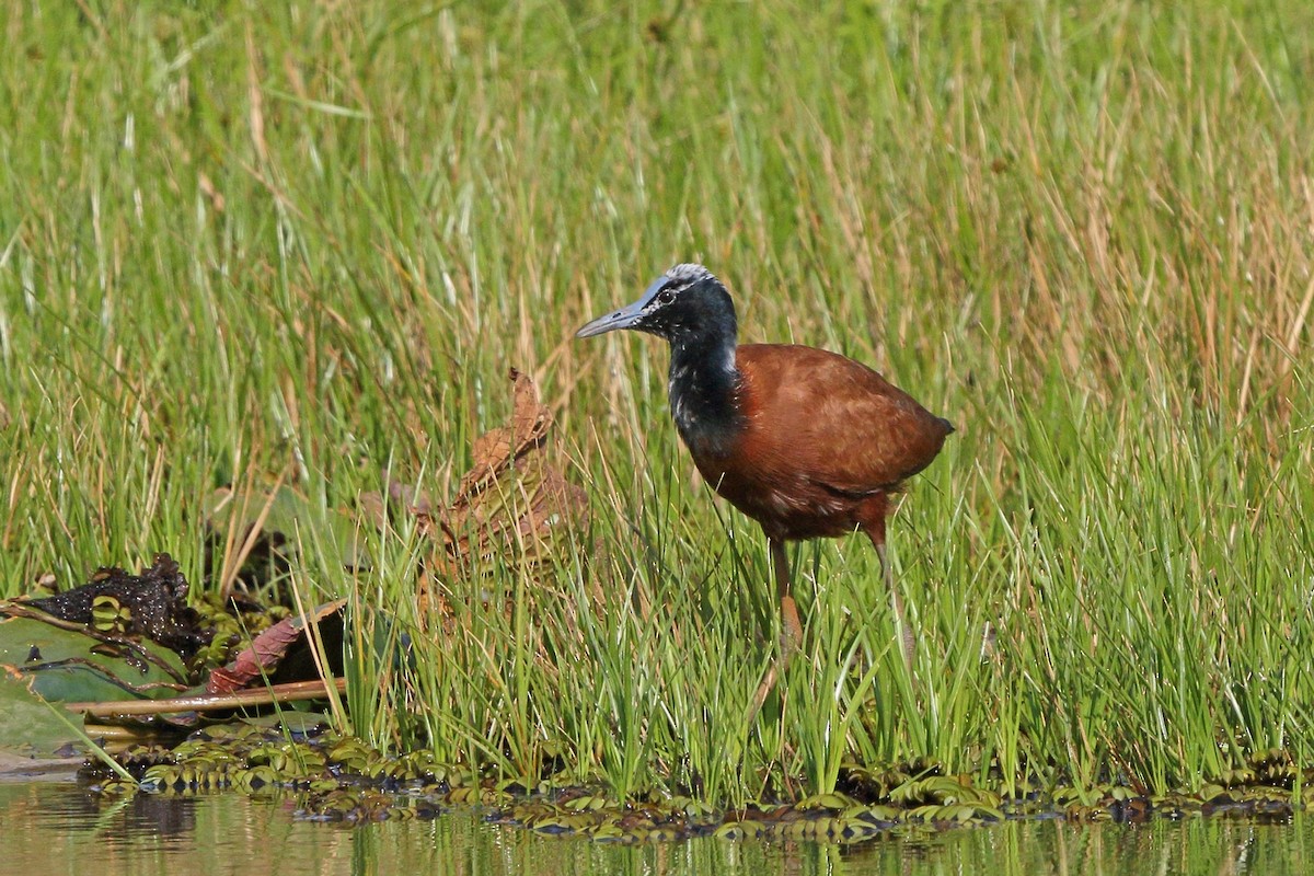 Madagascar Jacana - ML46521131