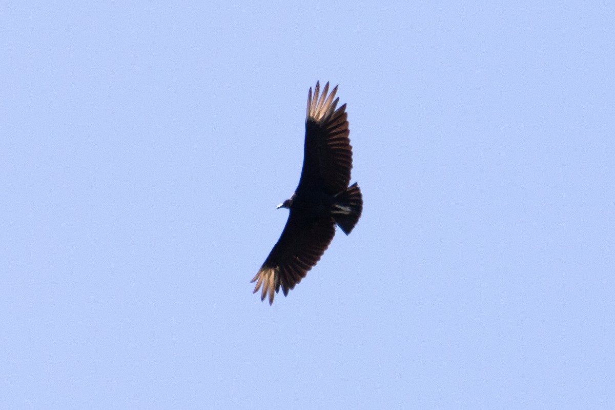 Black Vulture - ML465211611