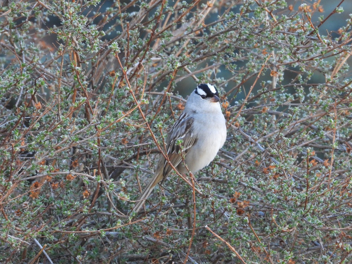 White-crowned Sparrow - ML465211691