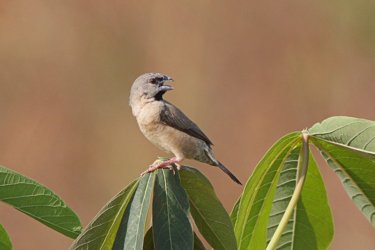 Madagascar Munia - ML46521181