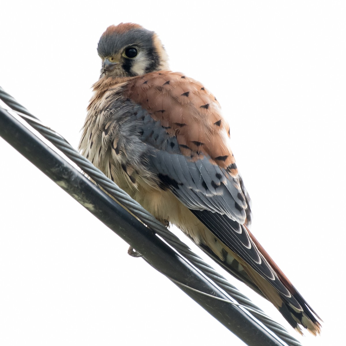 American Kestrel - ML465211811