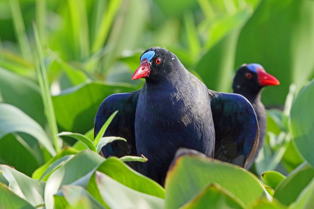 Allen's Gallinule - ML46521281