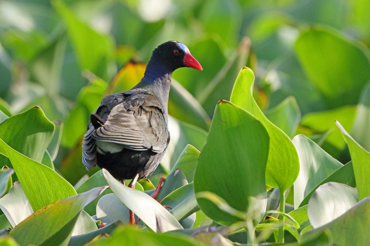 Allen's Gallinule - ML46521291