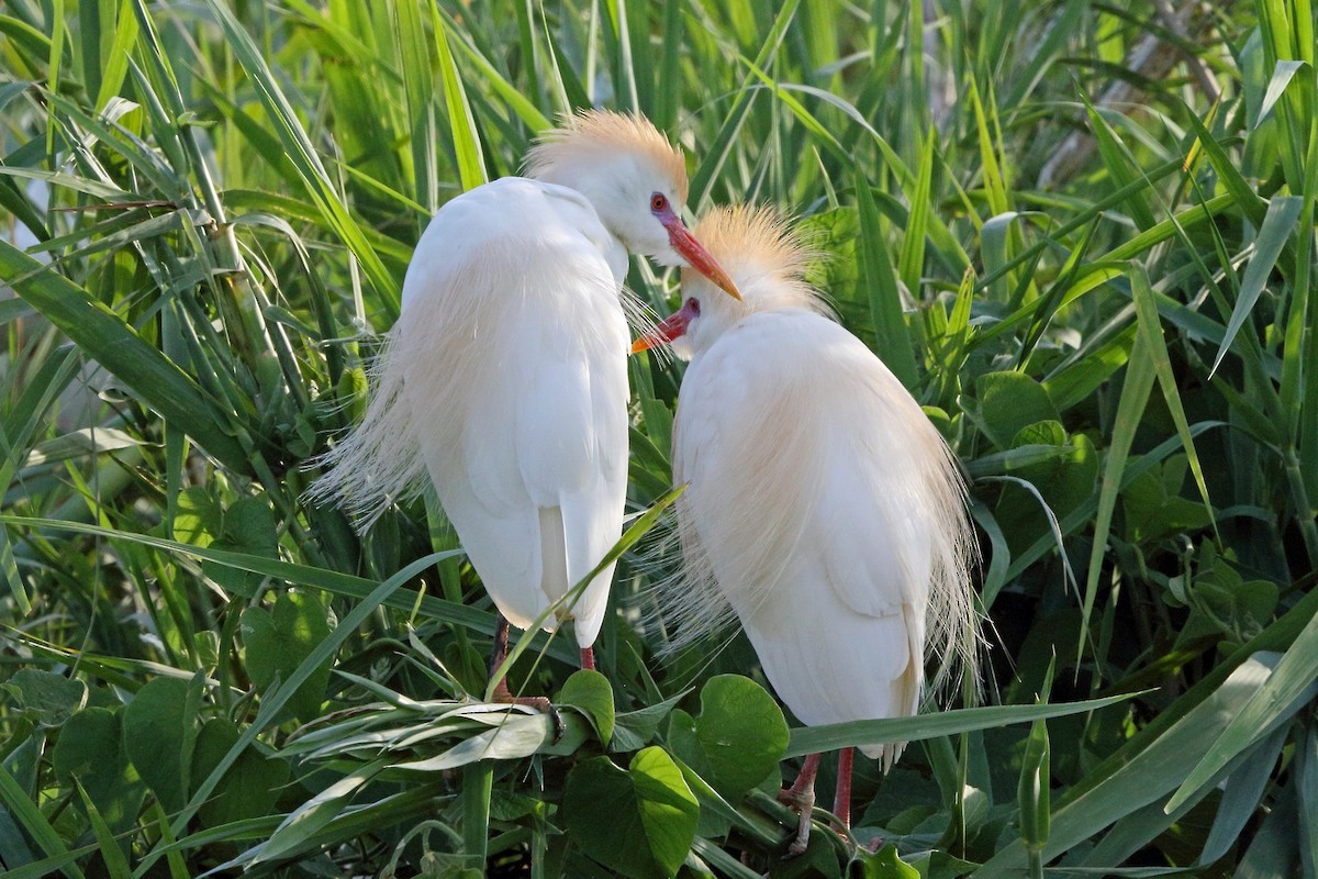 Чапля єгипетська (підвид ibis) - ML46521341