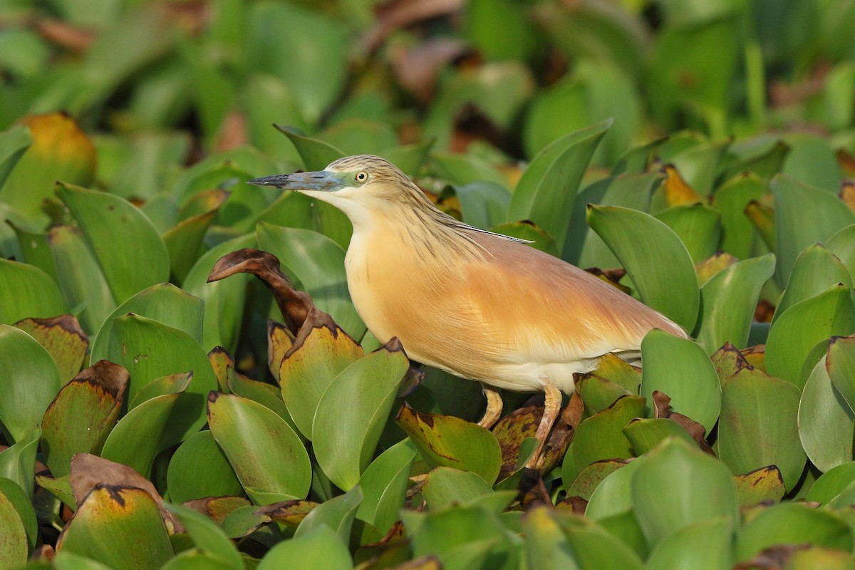 Squacco Heron - ML46521381