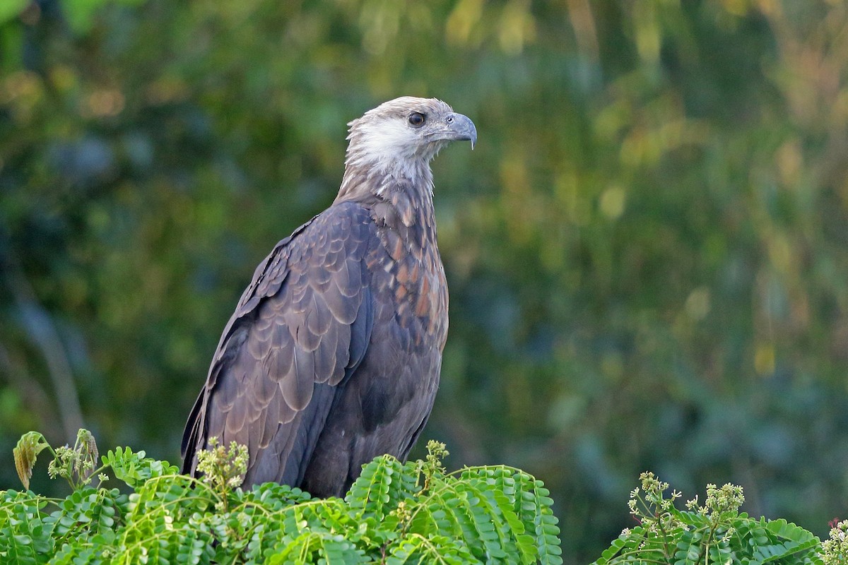 Madagascar Fish-Eagle - Nigel Voaden