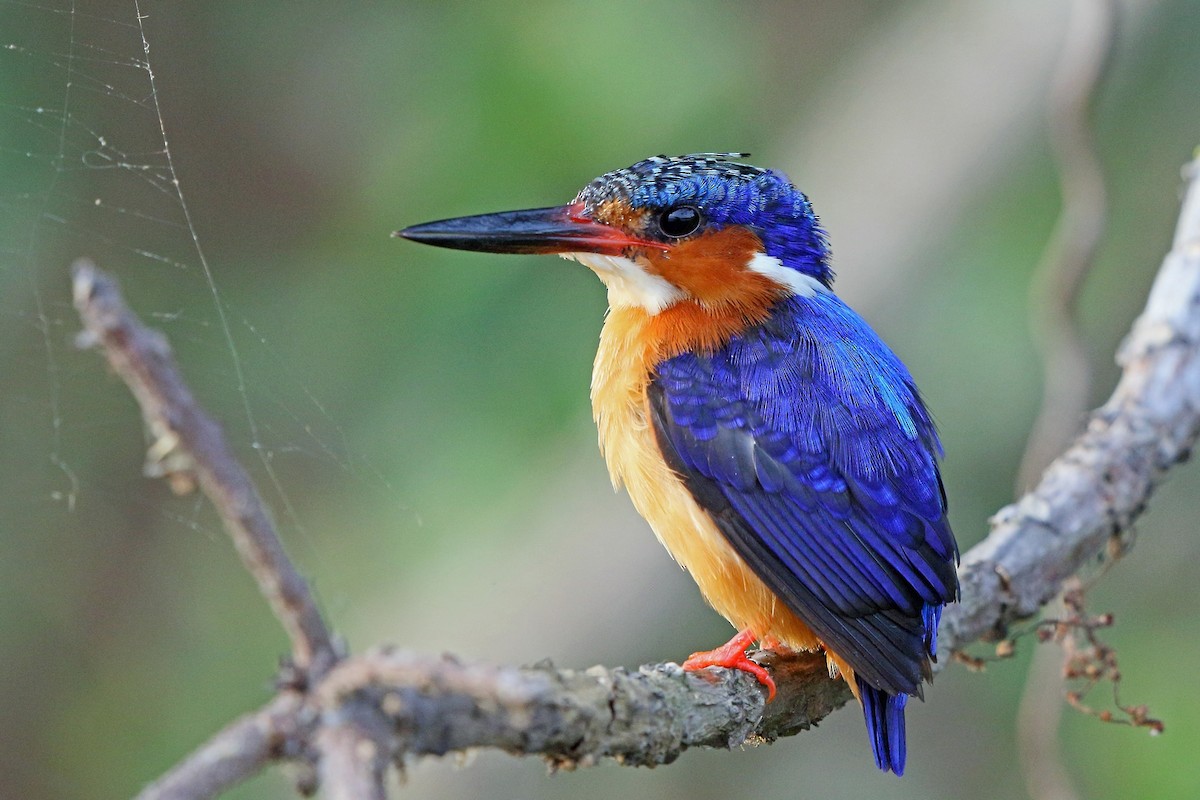 Malagasy Kingfisher - Nigel Voaden