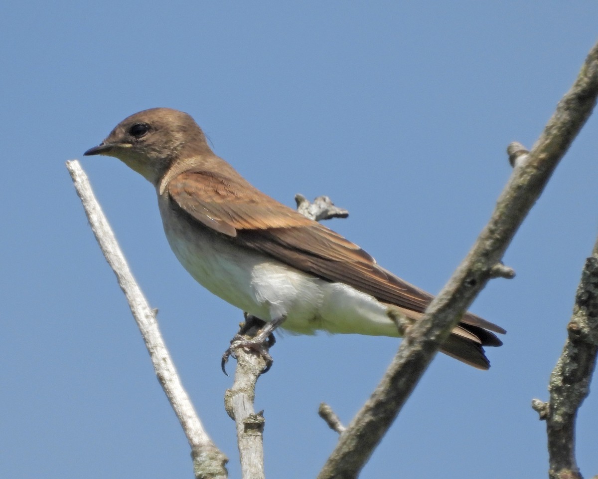 Hirondelle à ailes hérissées - ML465218881