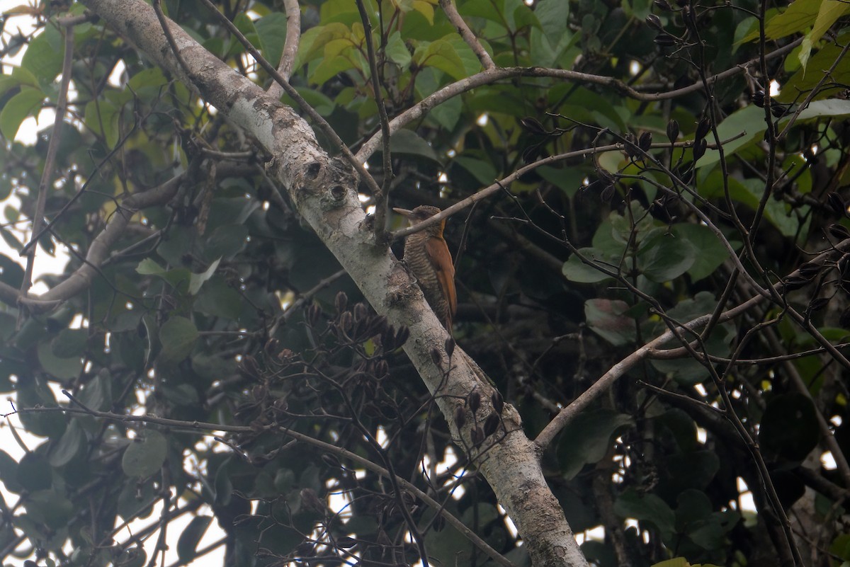 Red-rumped Woodpecker - John David Curlis 🐍