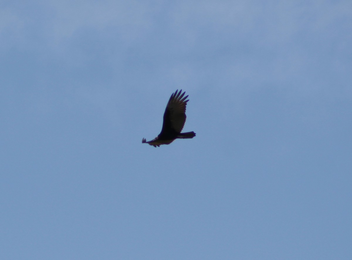 Lesser Yellow-headed Vulture - ML465219441