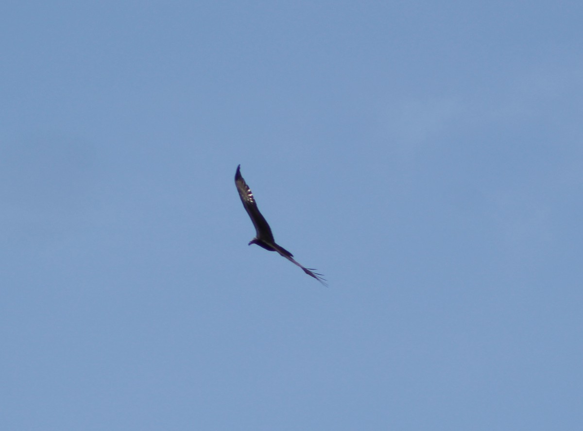 Lesser Yellow-headed Vulture - ML465219451