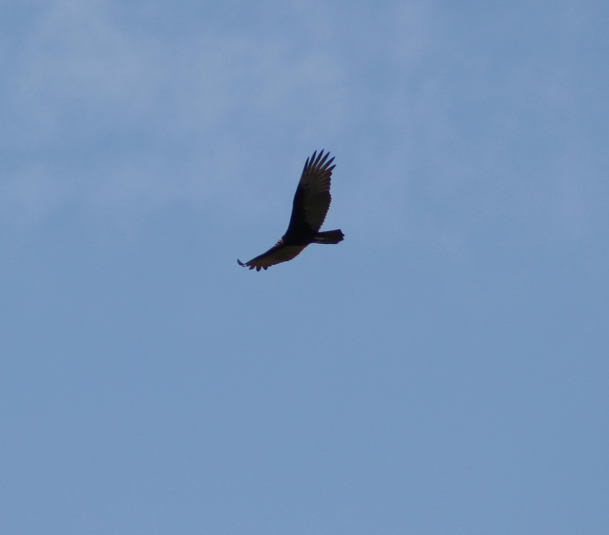 Lesser Yellow-headed Vulture - ML465219471