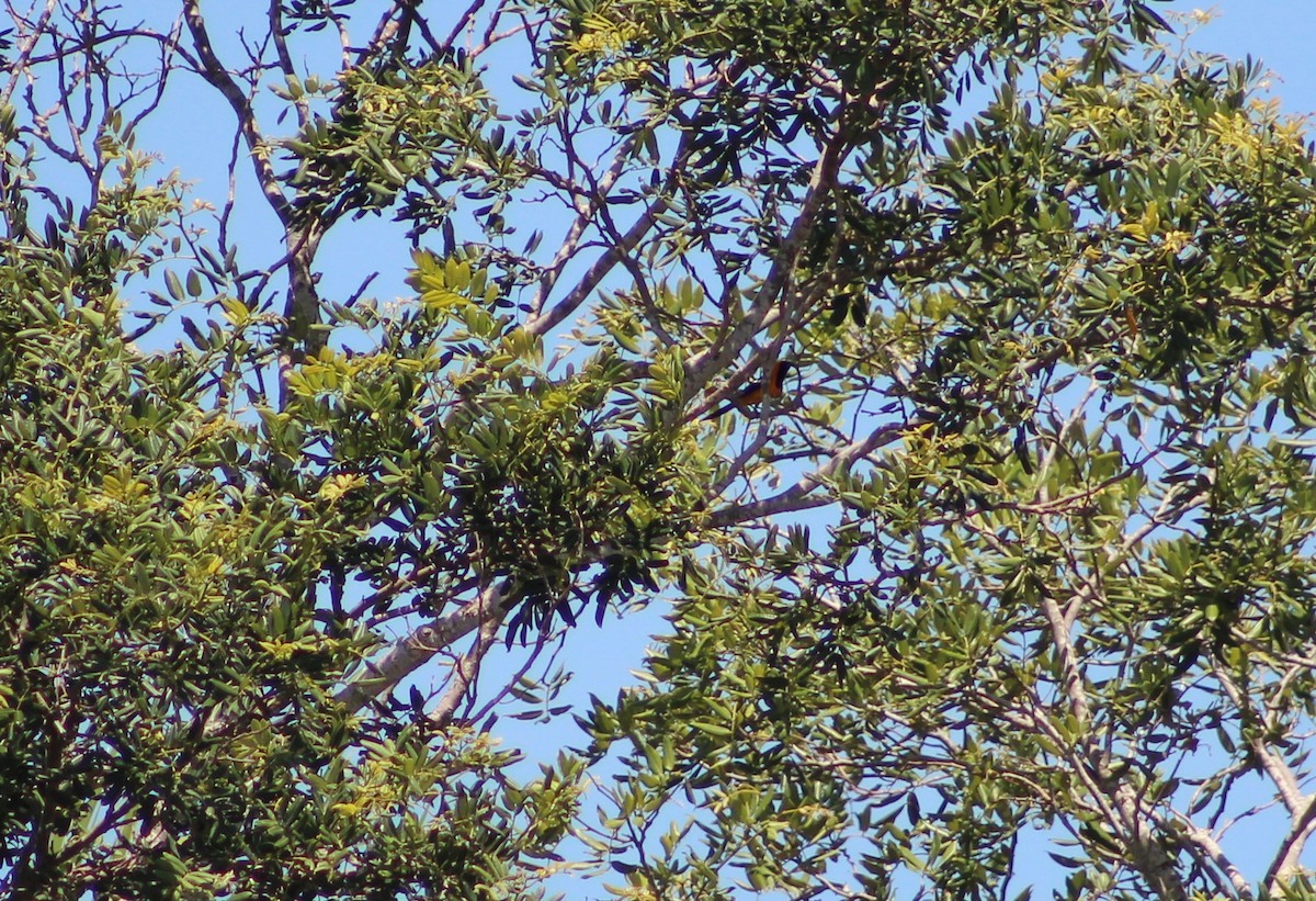 Hooded Oriole - ML465219591