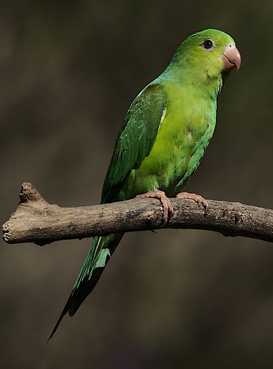 Plain Parakeet - ML465219671