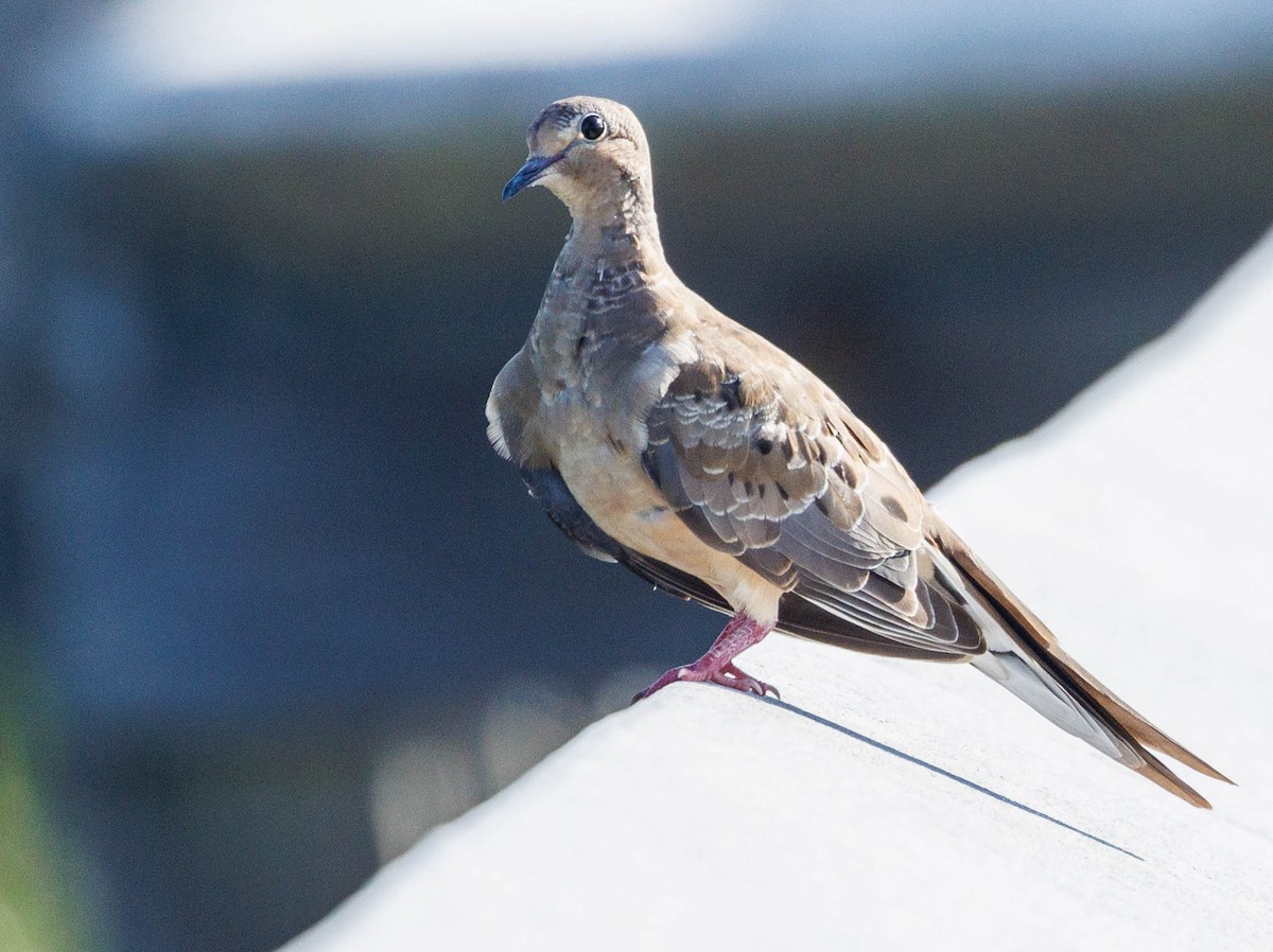 Mourning Dove - ML465221231