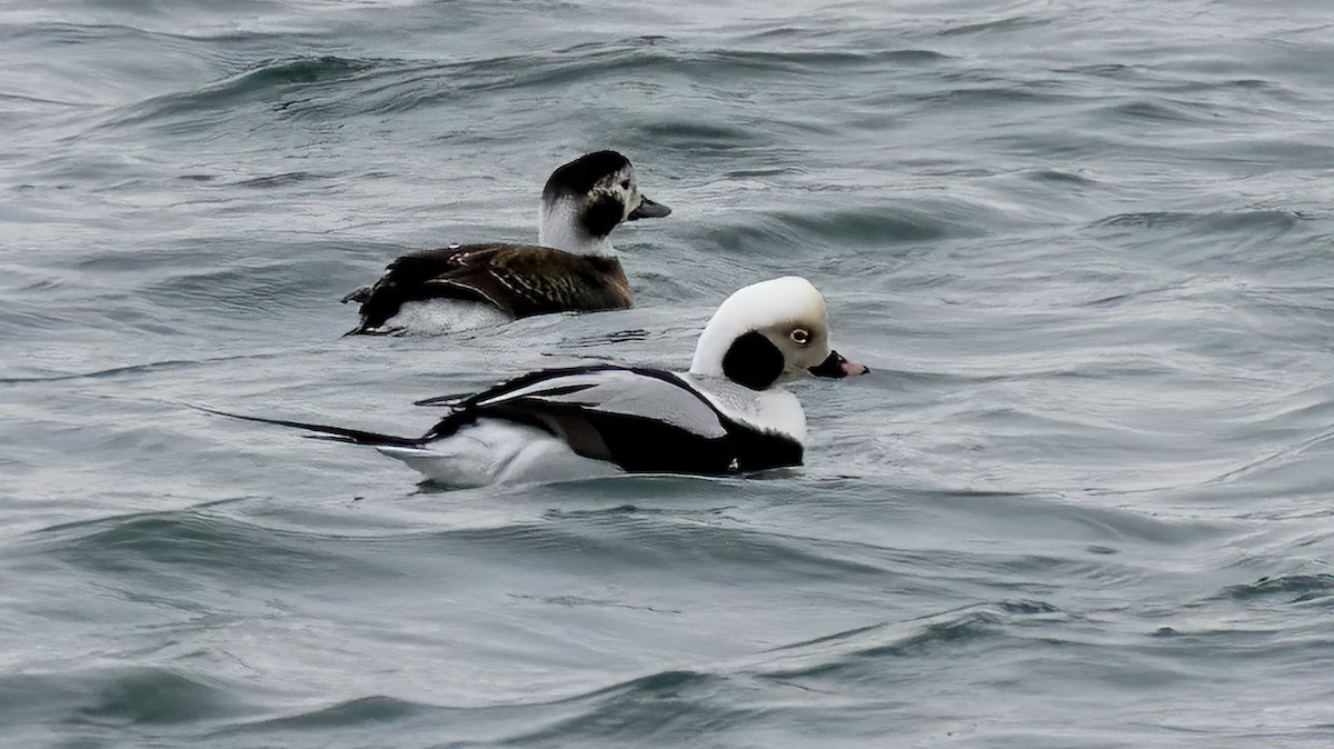 Long-tailed Duck - ML465221821
