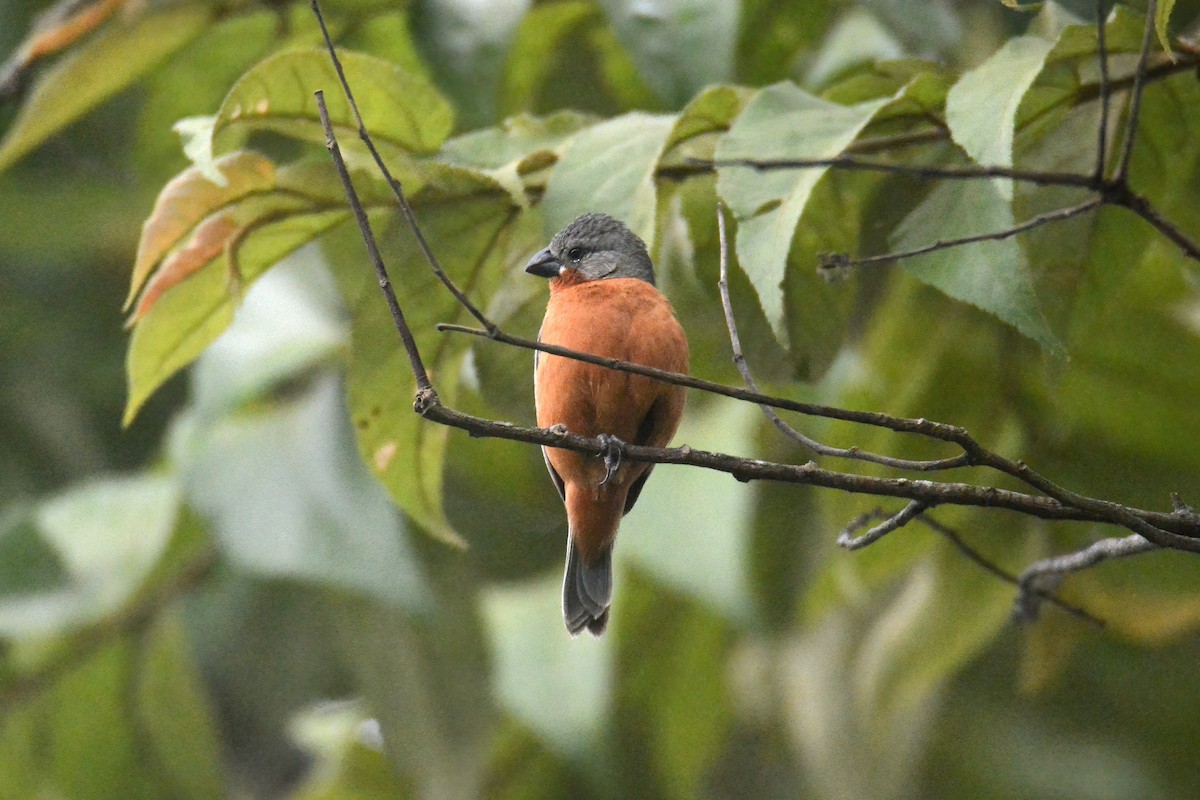 Ruddy-breasted Seedeater - John David Curlis 🐍