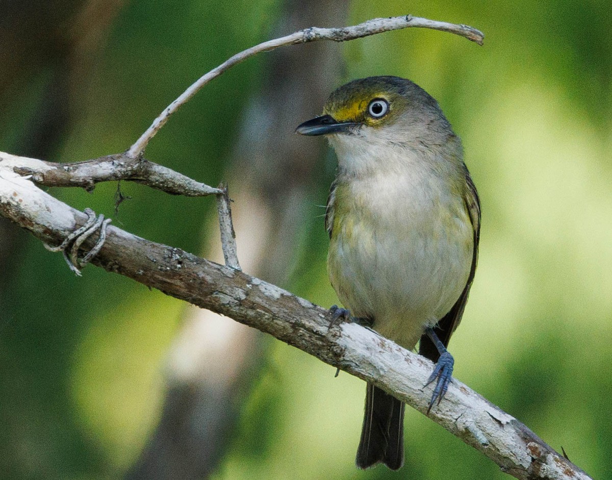 White-eyed Vireo - Debbie Lombardo