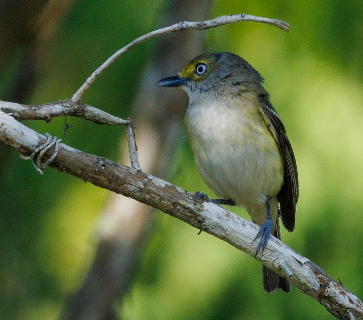 Ak Gözlü Vireo - ML465224881