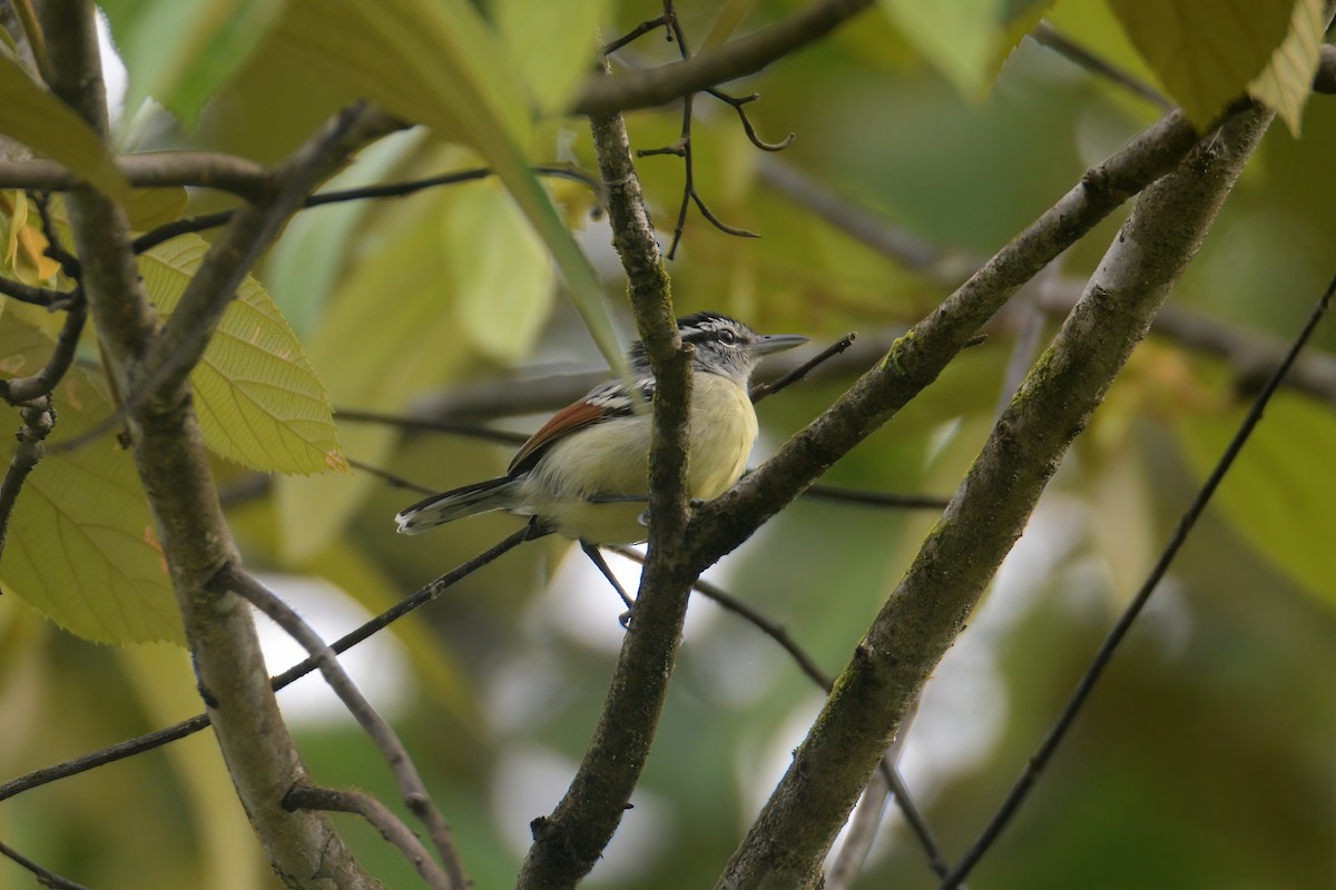 Rusty-winged Antwren - ML465226291