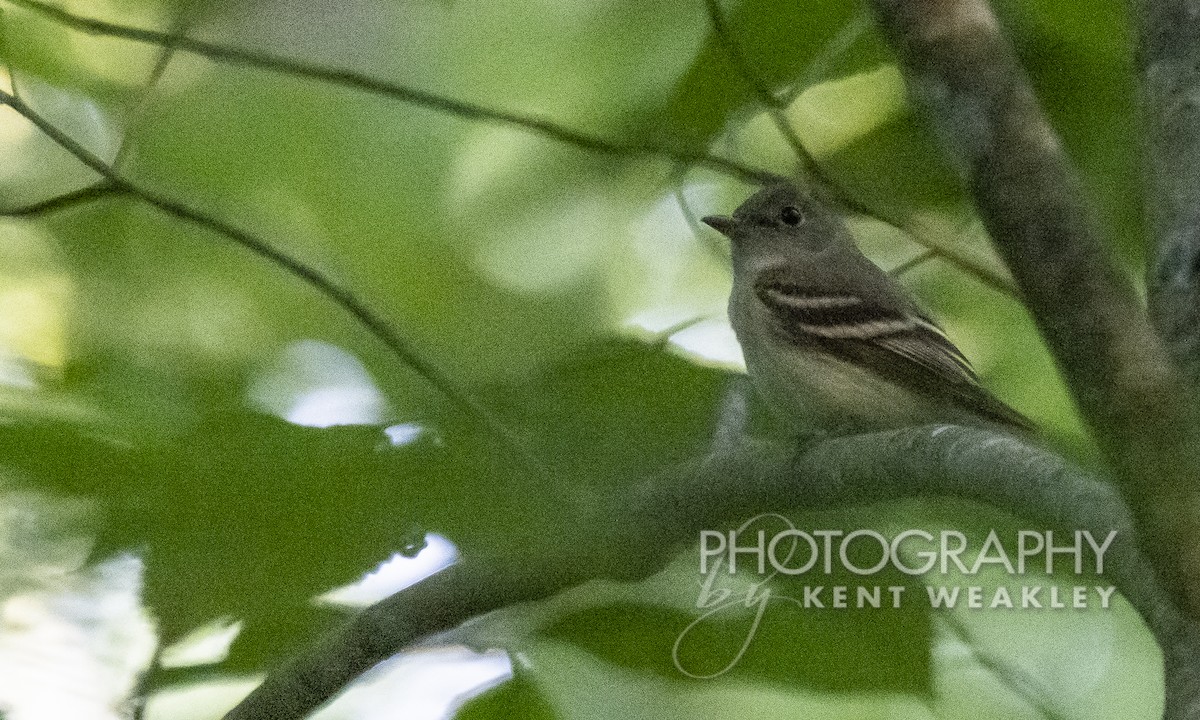 Acadian Flycatcher - ML465228561