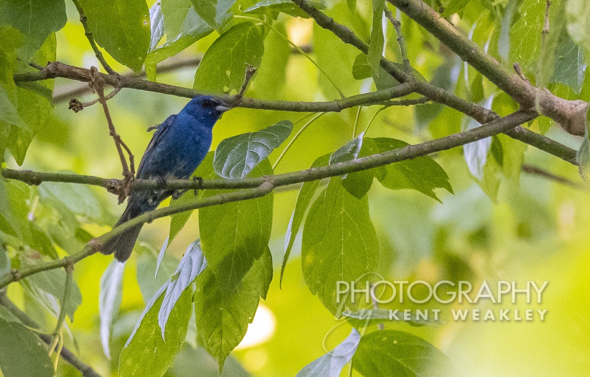 Indigo Bunting - ML465228751