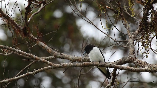 Great Woodswallow - ML465229