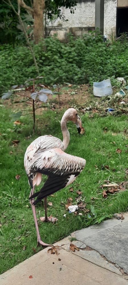 American Flamingo - ML465229341