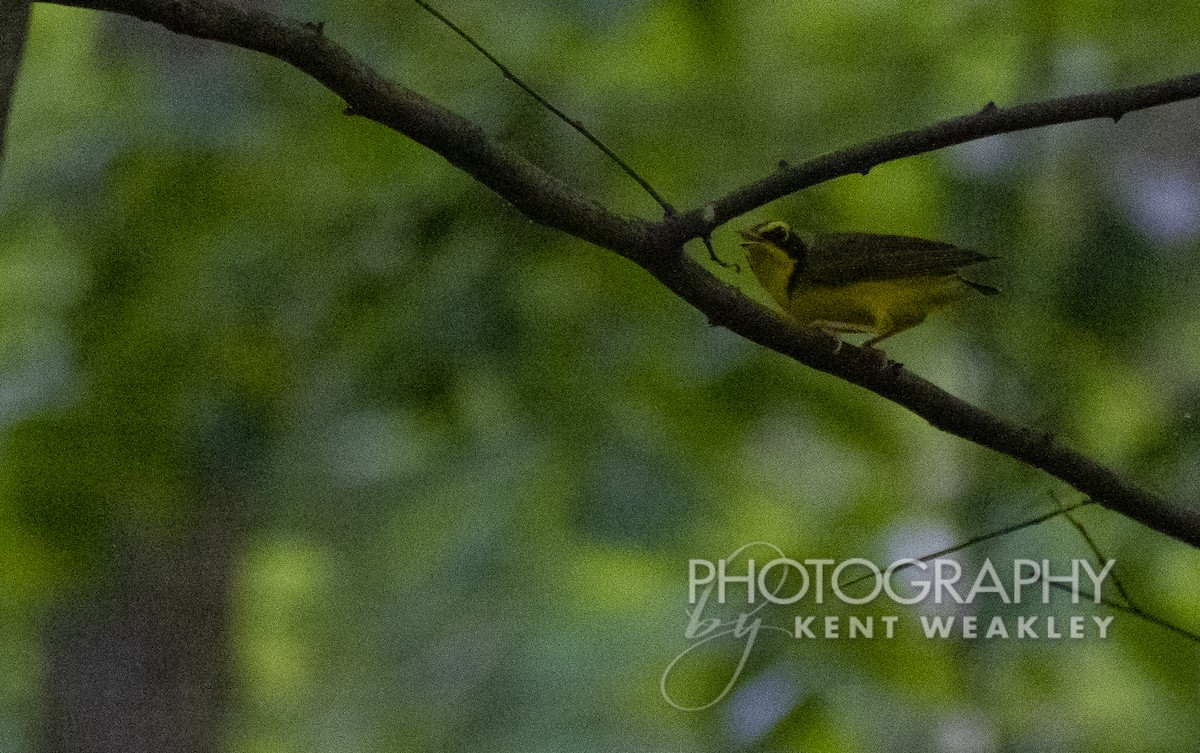 Kentucky Warbler - ML465229521