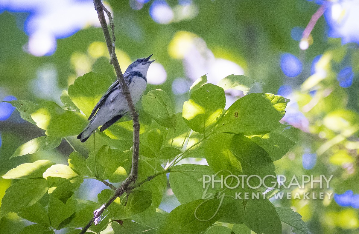 Cerulean Warbler - ML465229691