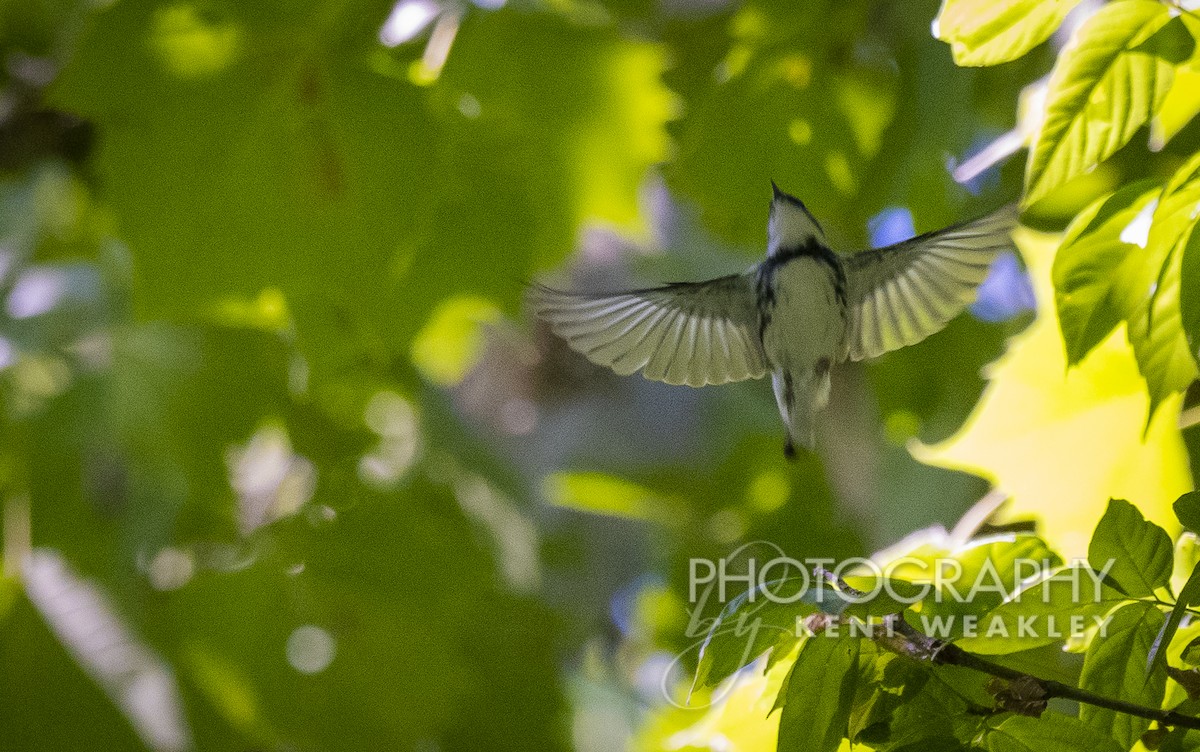 Cerulean Warbler - ML465229711