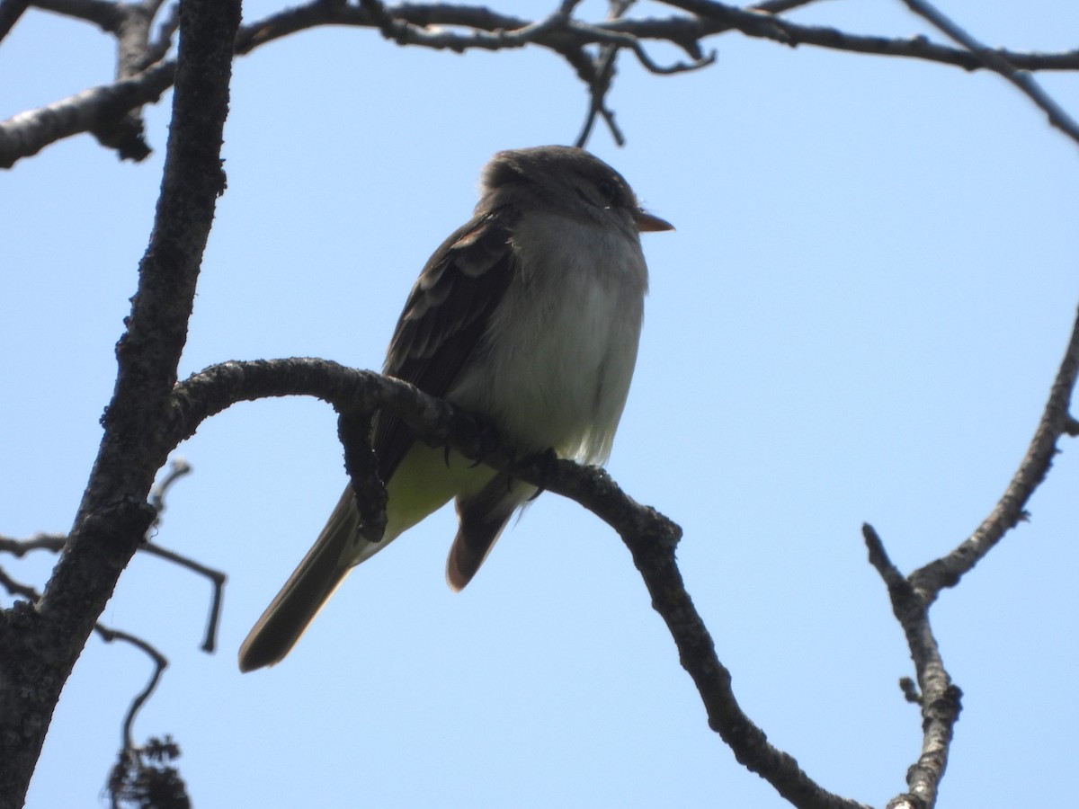 Willow Flycatcher - ML465230111