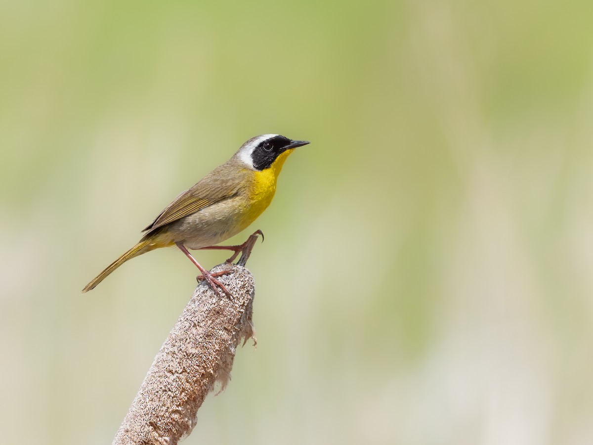 Common Yellowthroat - ML465230361