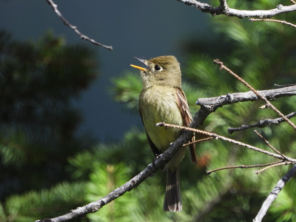 Western Flycatcher (Cordilleran) - ML465230881