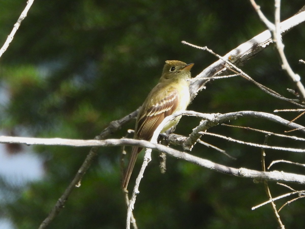 Western Flycatcher (Cordilleran) - ML465231021