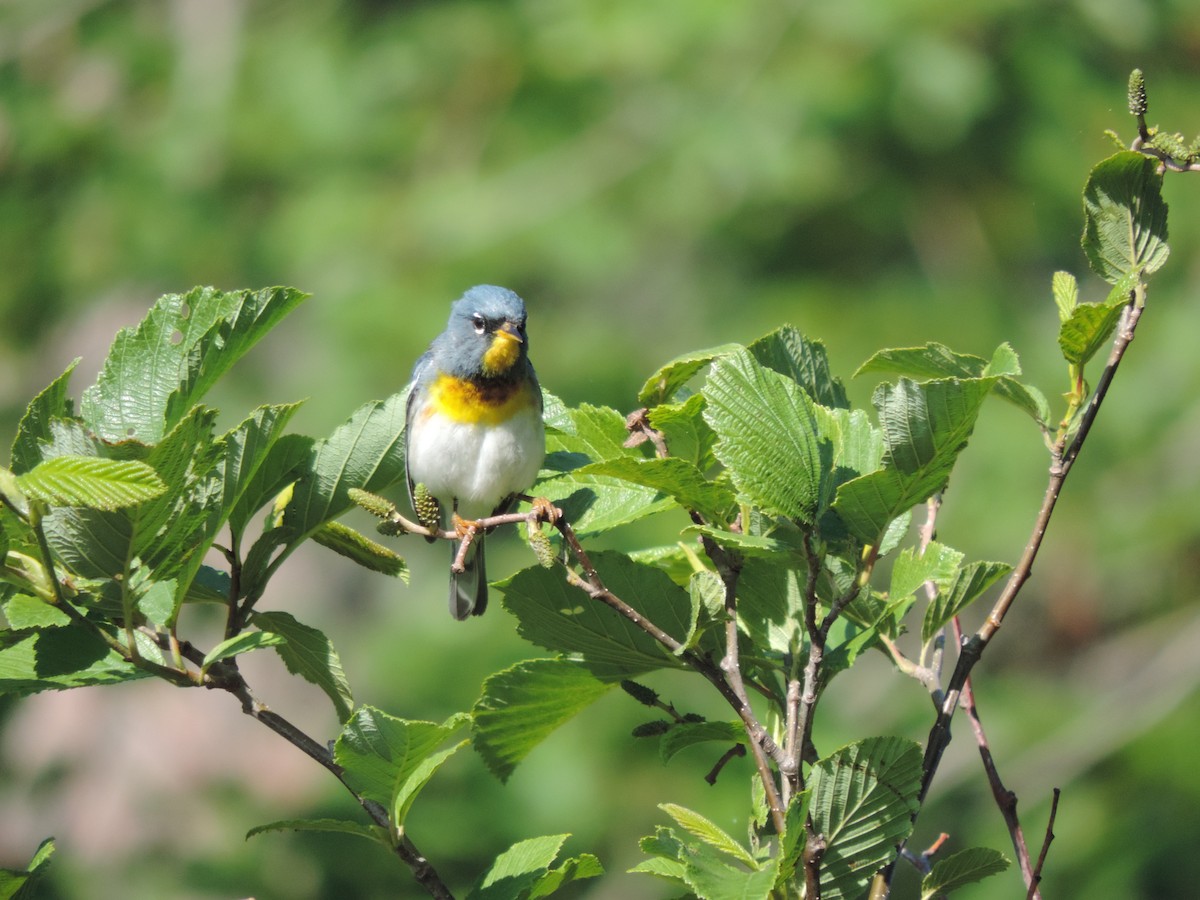 Northern Parula - ML465231041