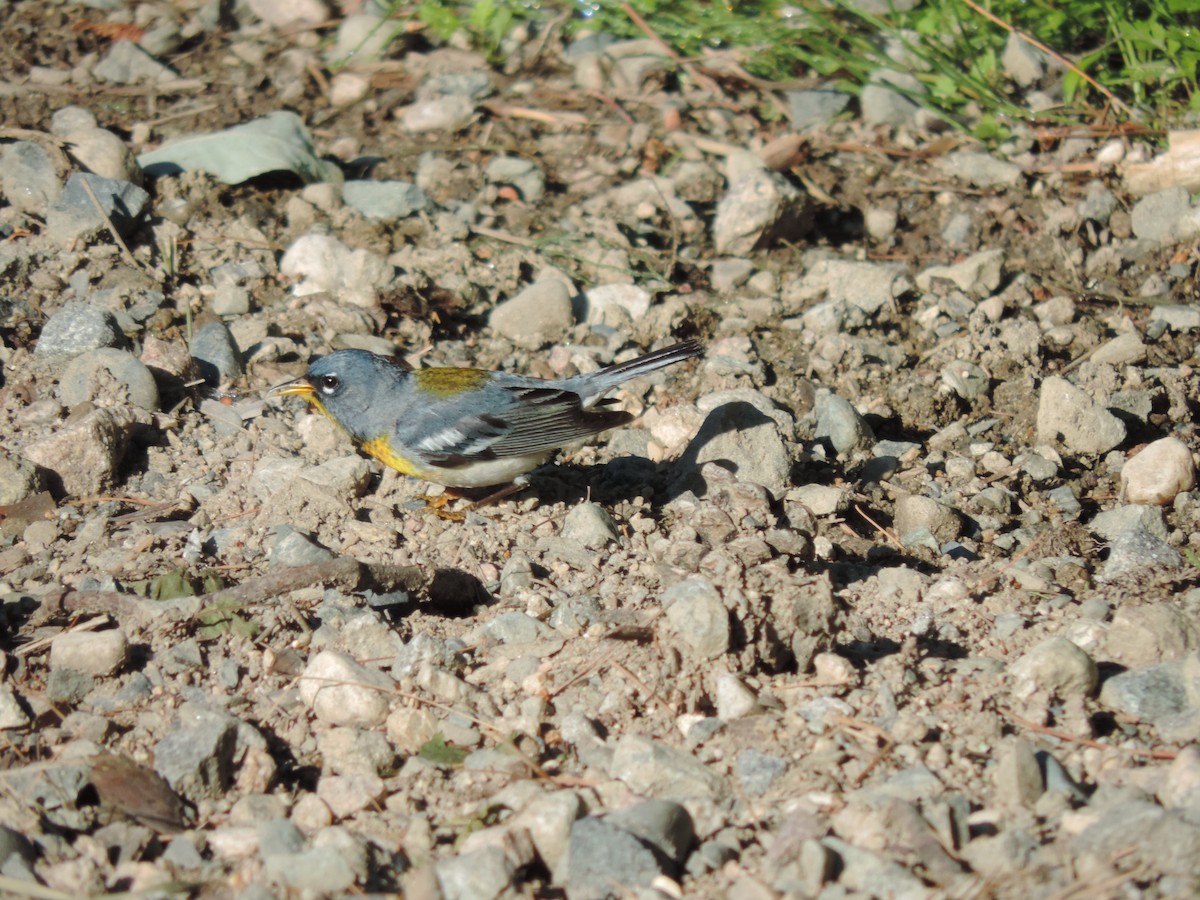 Northern Parula - ML465231071