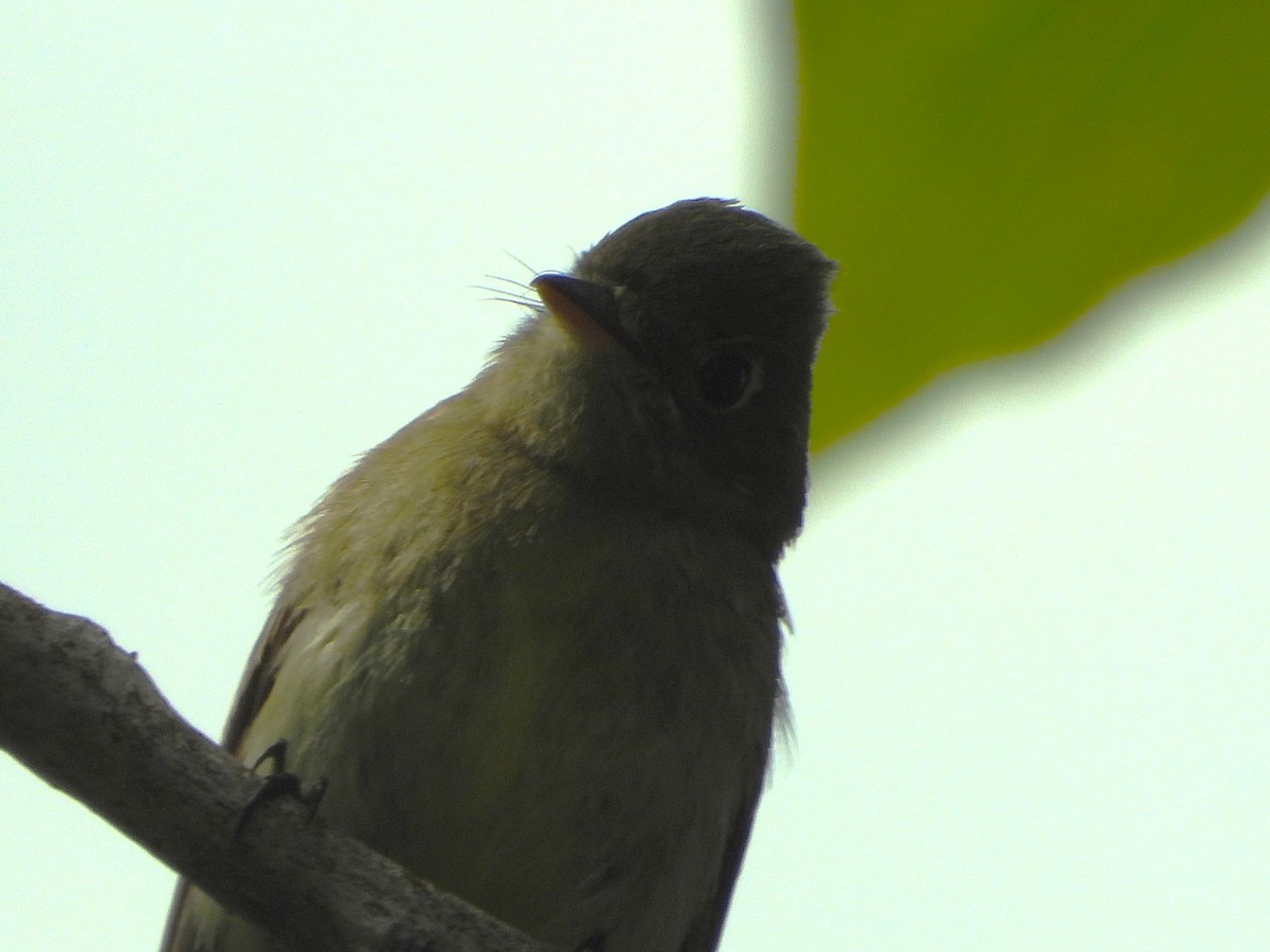 Western Flycatcher (Cordilleran) - ML465231201