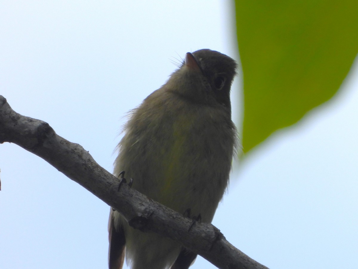 Western Flycatcher (Cordilleran) - ML465231391