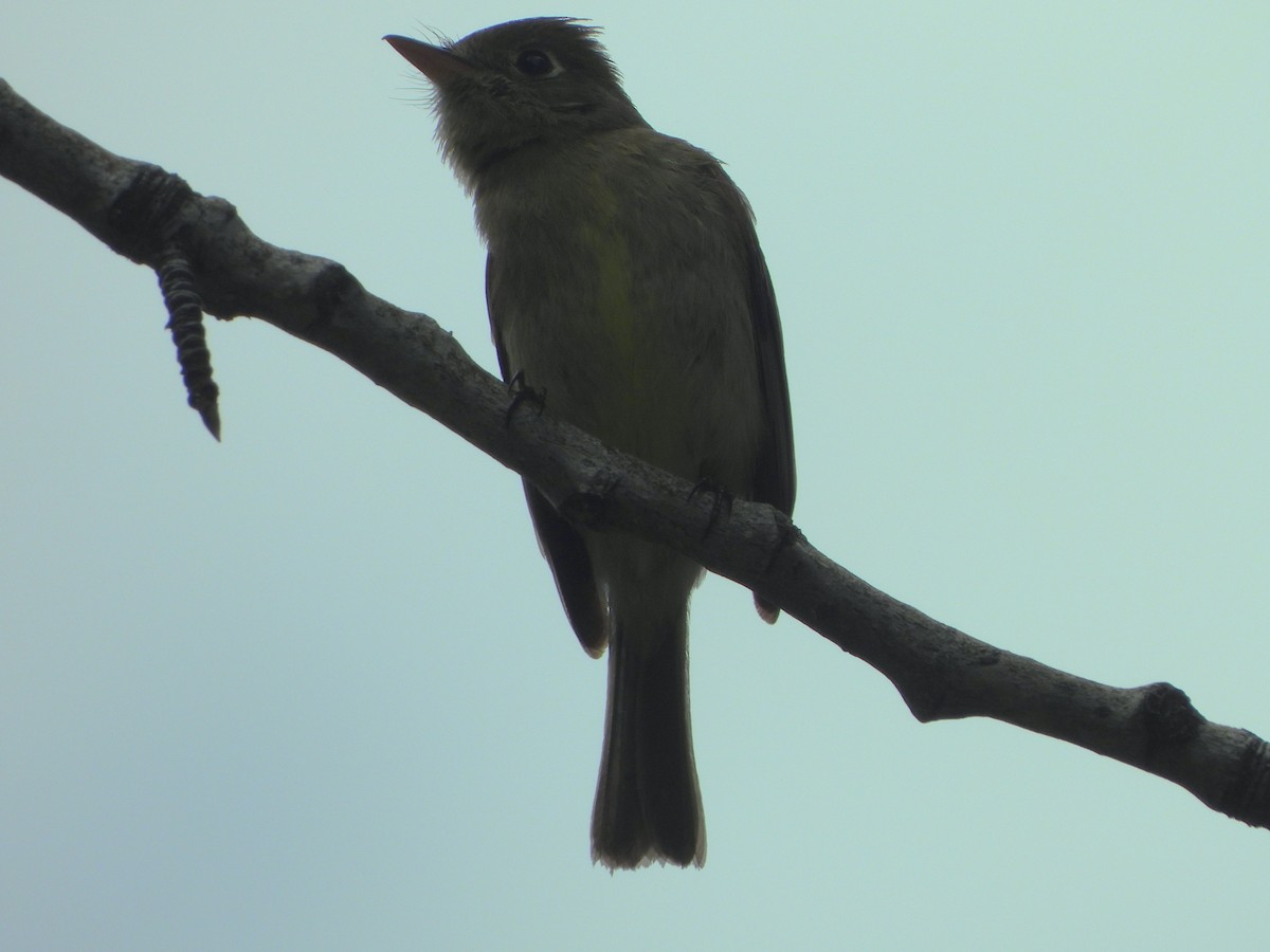 Western Flycatcher (Cordilleran) - ML465231401