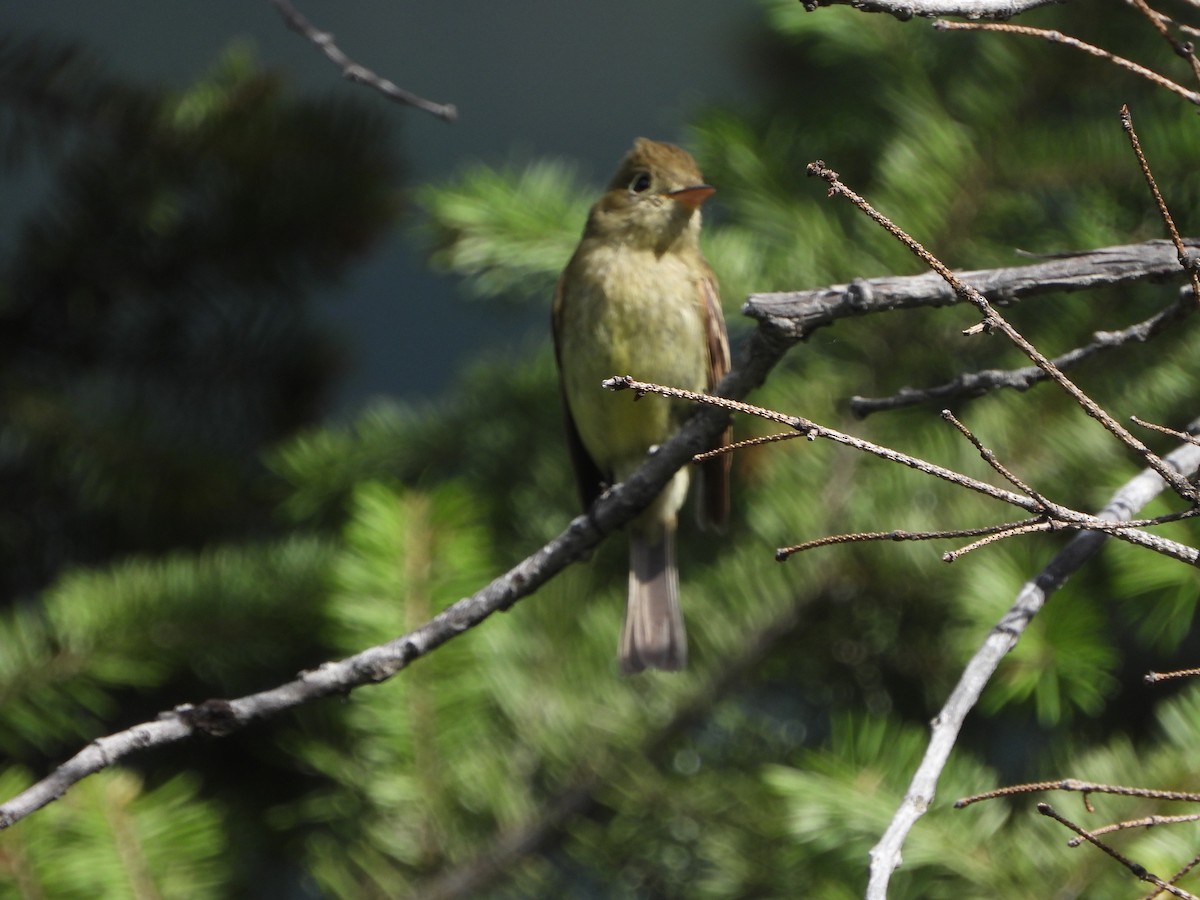 Western Flycatcher (Cordilleran) - ML465231531