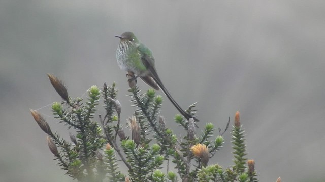 Black-tailed Trainbearer - ML465231851