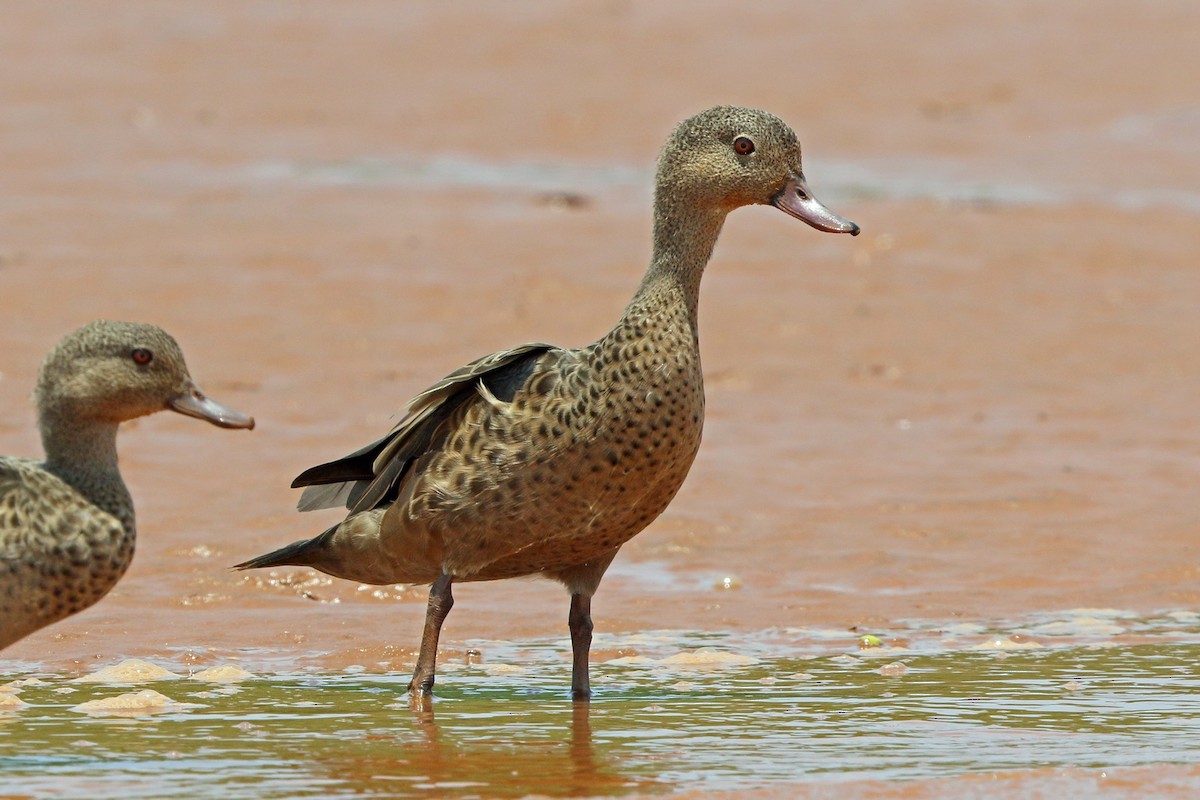 Bernier's Teal - Nigel Voaden