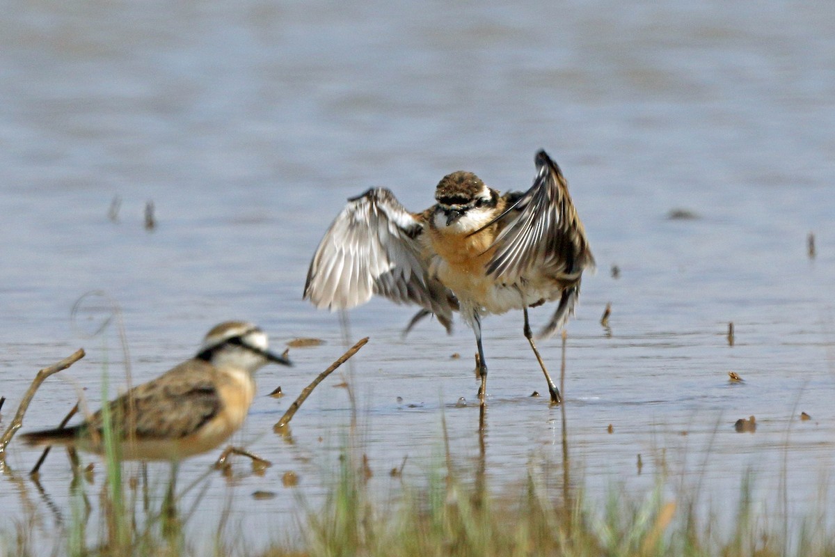 Kittlitz's Plover - ML46523471