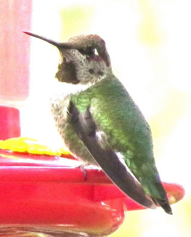 Anna's Hummingbird - Jamie Simmons