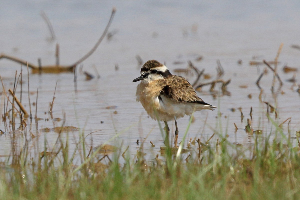 Kittlitz's Plover - ML46523481